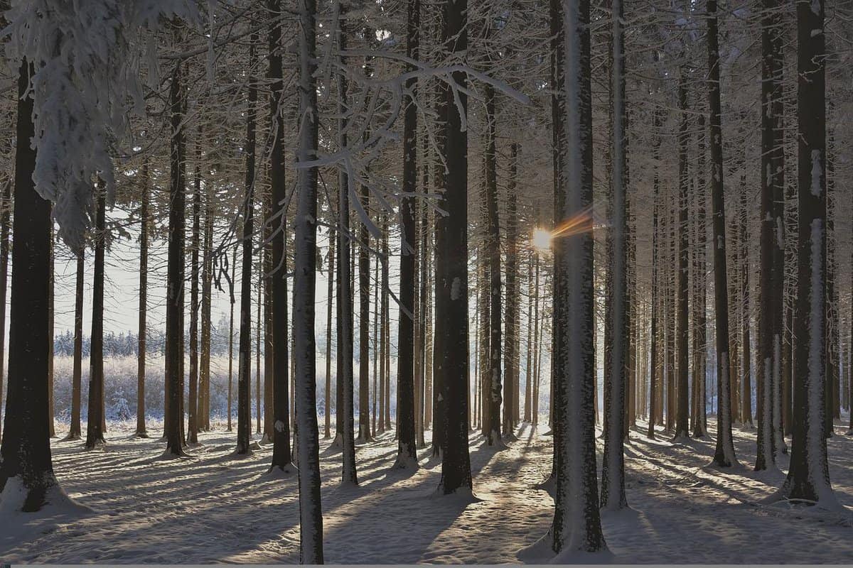 floresta densa e nevada
