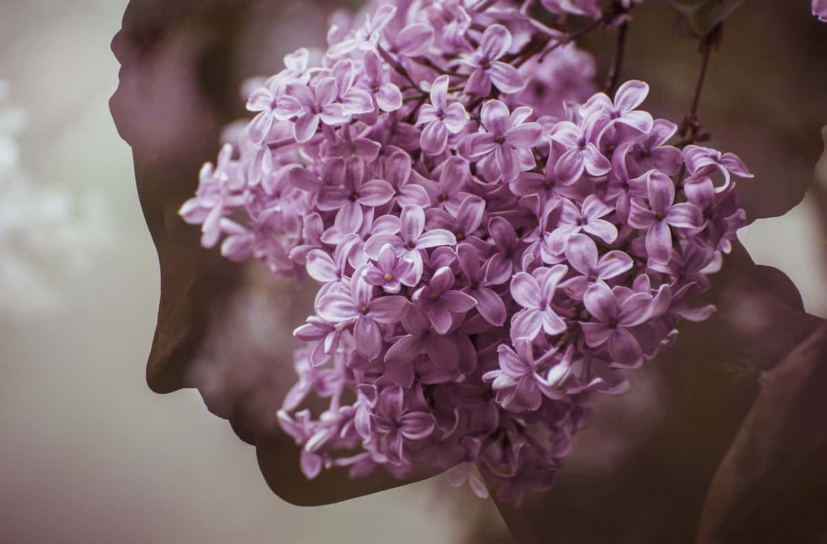 pink-flowers-woman