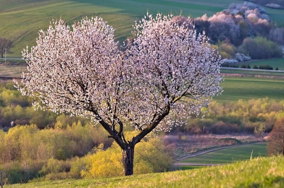 meadow-pink-blossom