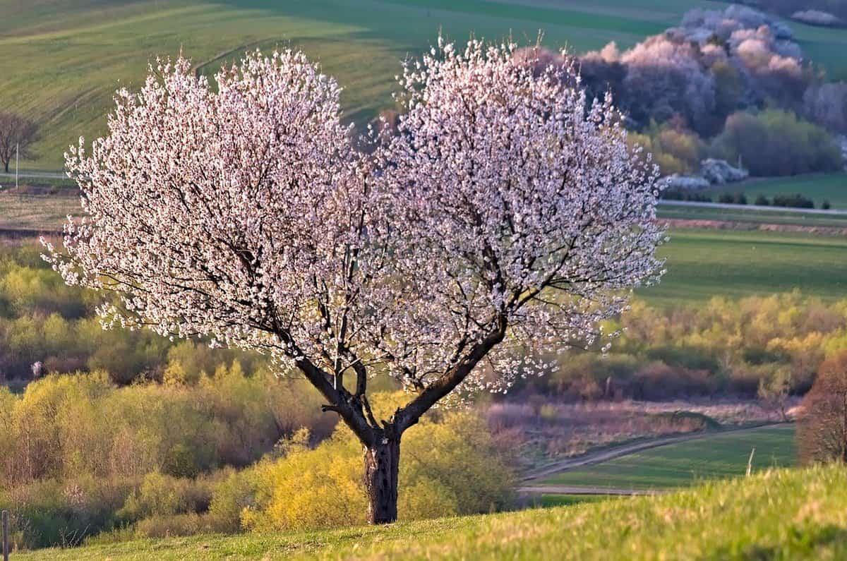 prato-rosa-fiorito