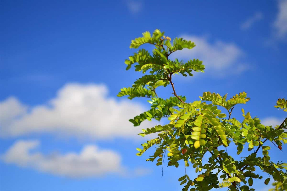 clouds-green-leaves