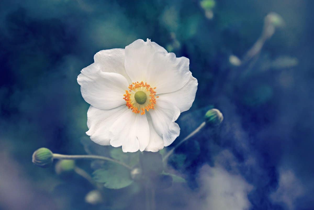 wonderful-beautiful-flower