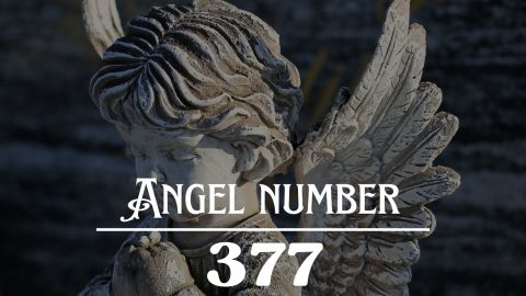 Angel Number 377 Meaning: All Of Your Hard Work Will Soon Pay Off