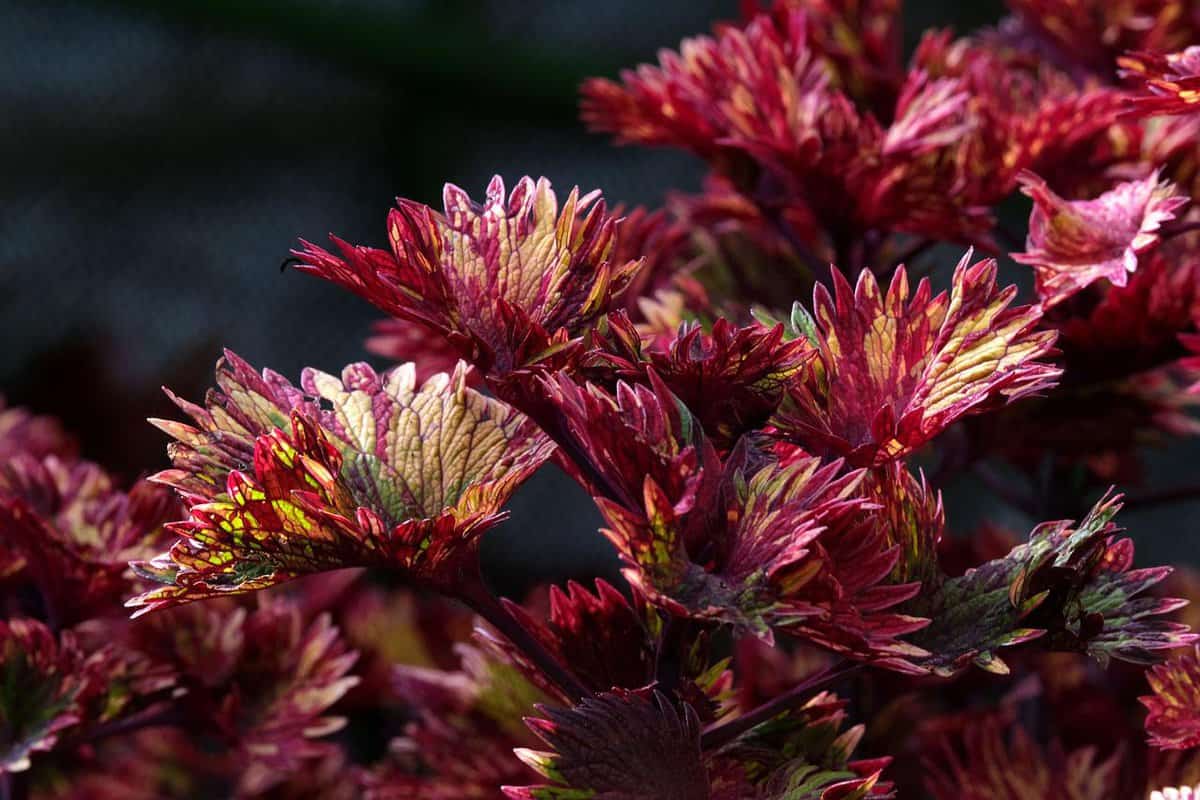 plantas de flores vermelhas