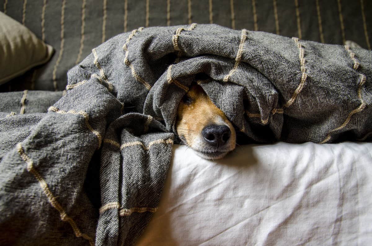 床-毛毯-宠物