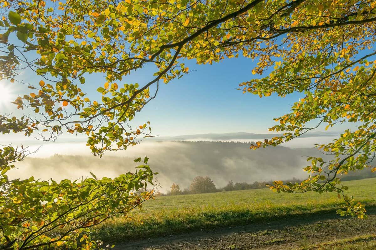 meadow-sky-leaves