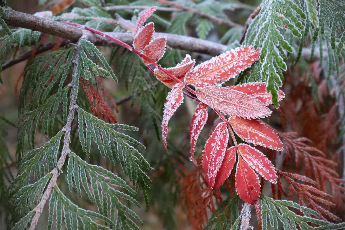 outono-folhas-natureza