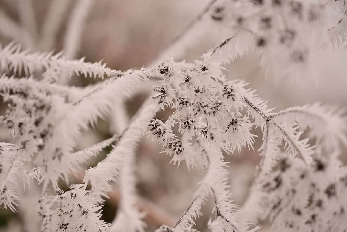 frost-on-vegetation