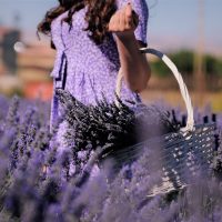 mulher-colhendo-lavanda