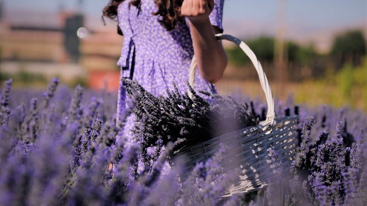 12 Beautiful Meanings Of Lavender
