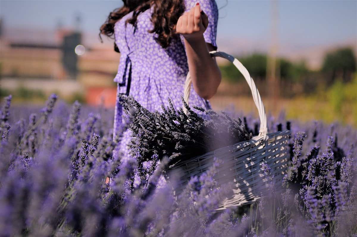 donna che raccoglie la lavanda