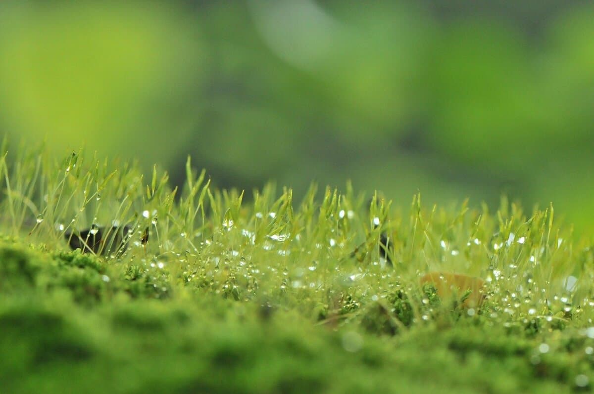 growing-green-grass