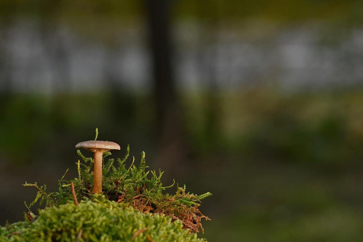 a-small-mushroom