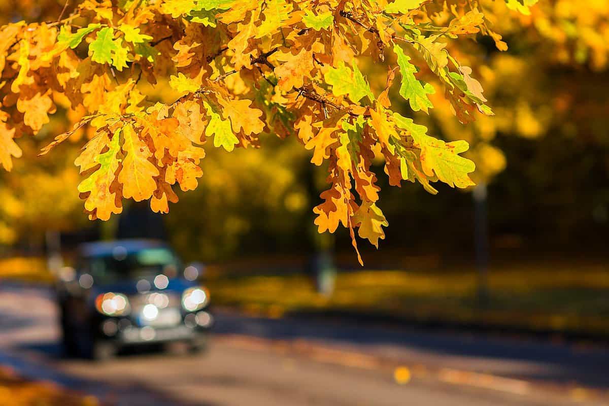 otoño-hojas-hermosas