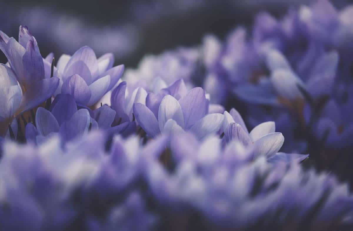 fiori di violetta - splendidi