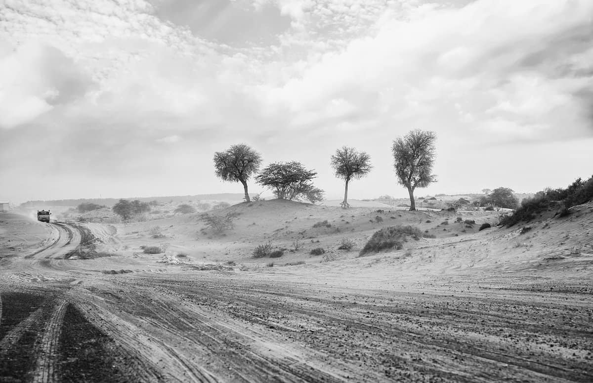 belas paisagens-árvores