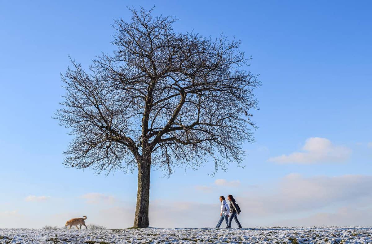 cielo-árbol-creciente