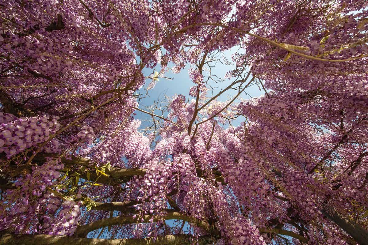 natureza-árvores-folhas