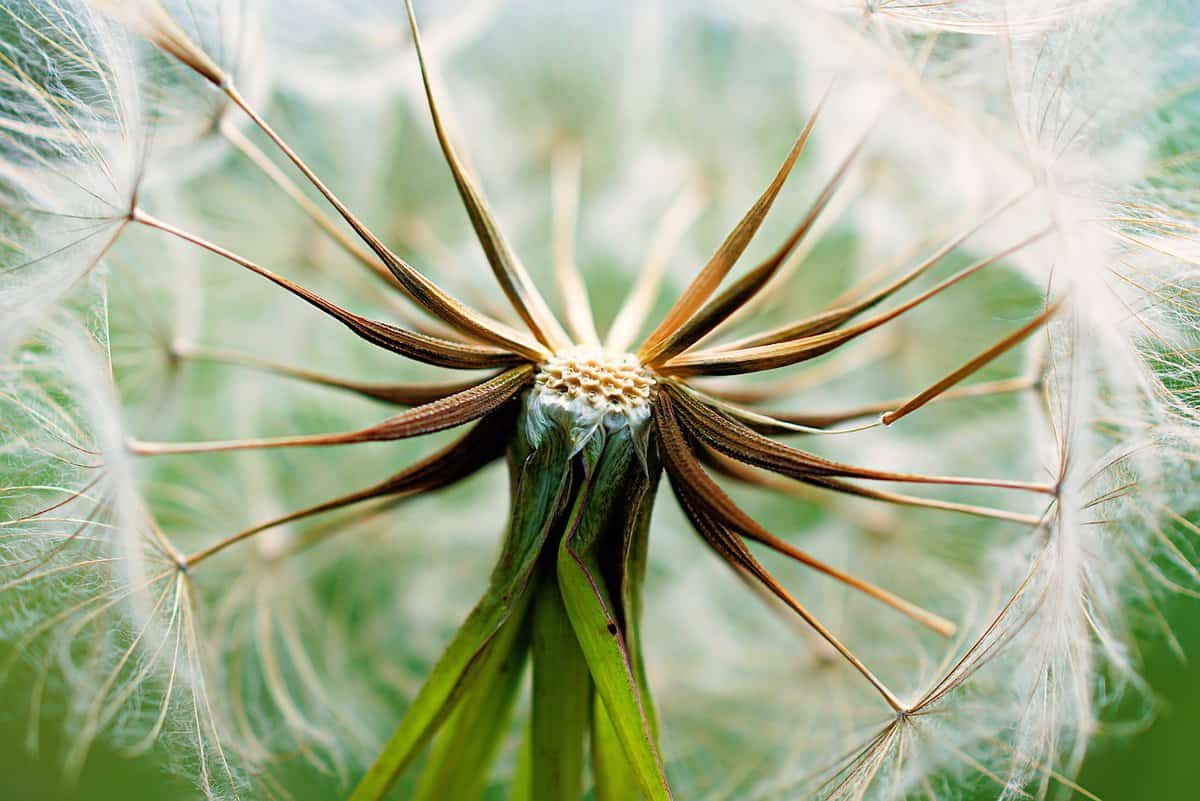 uma flor moribunda