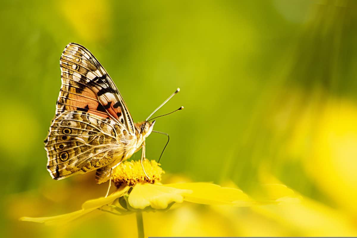 yellow-flower-butterfly