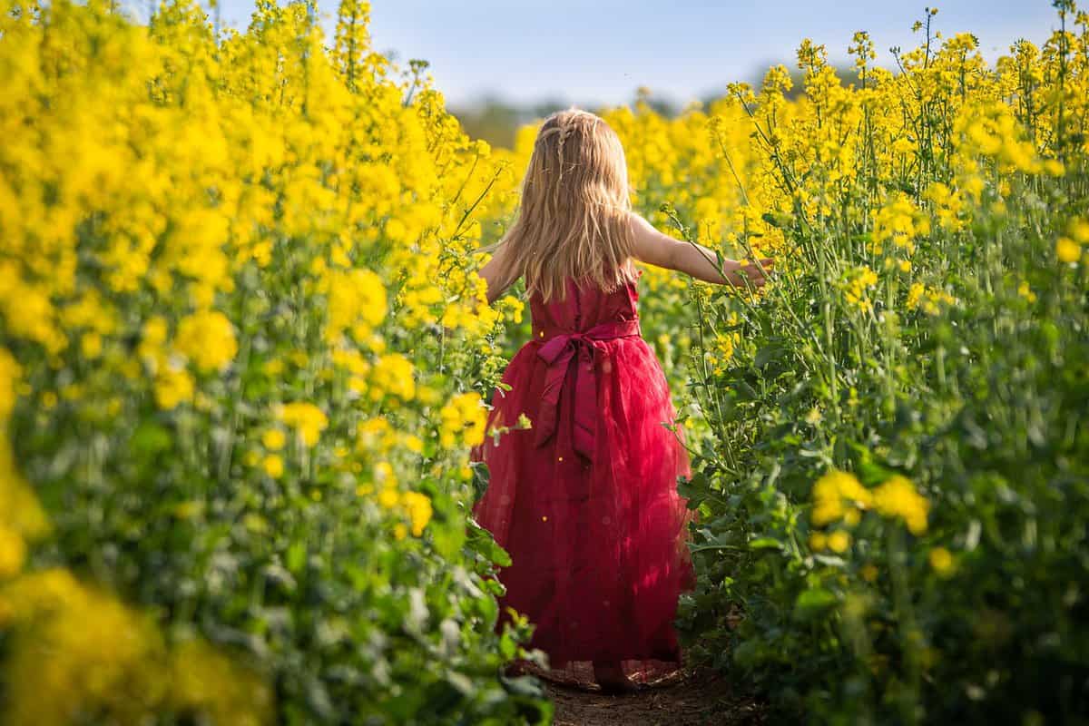 campo de flores amarelas