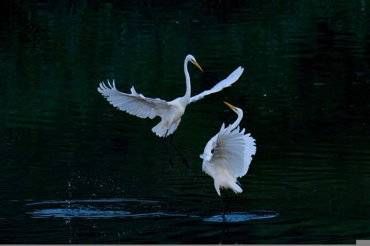 white-birds-dancing
