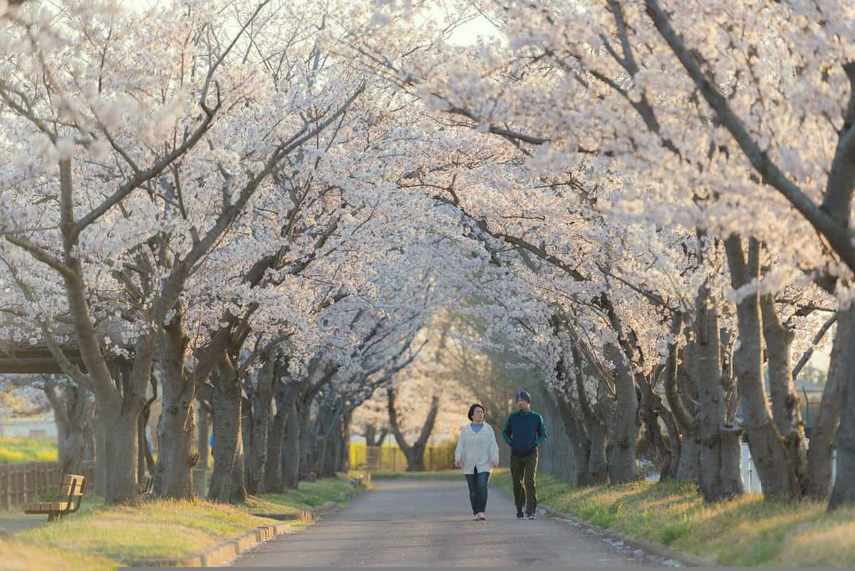 blossoming-tree-branches