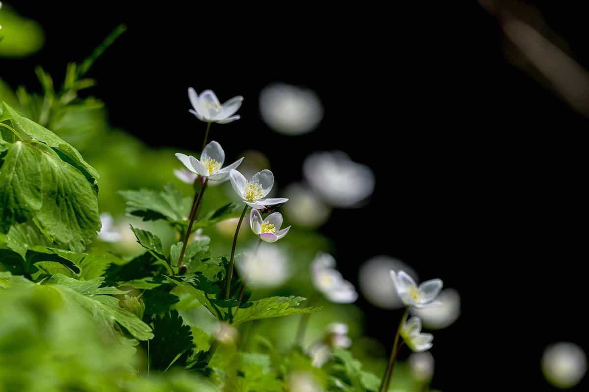 vegetazione-fiori piccoli