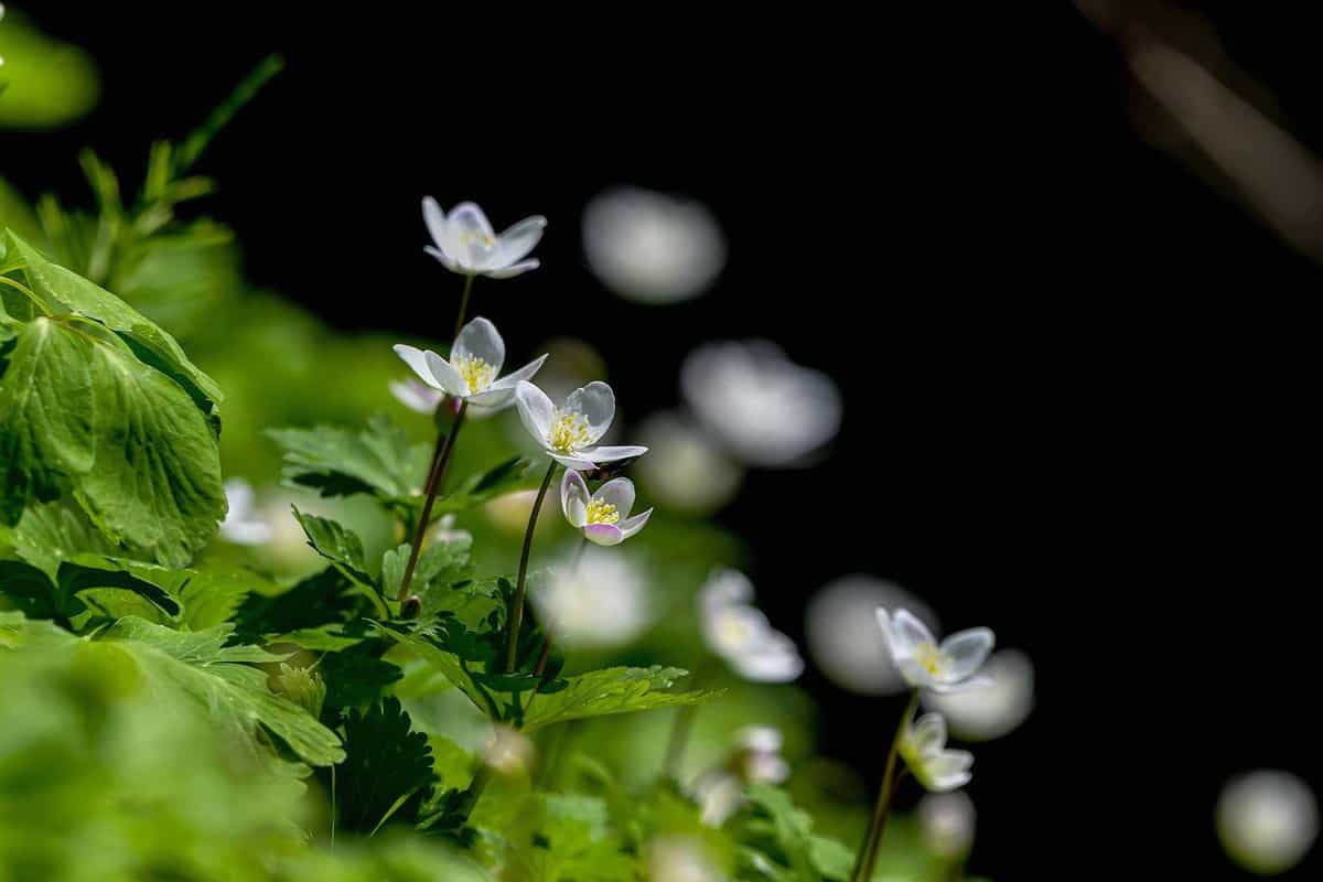 植物-小さな花