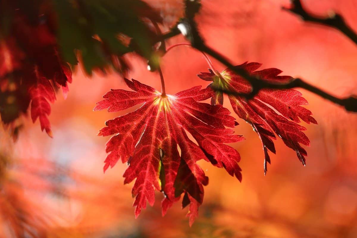 beautiful-red-leaves