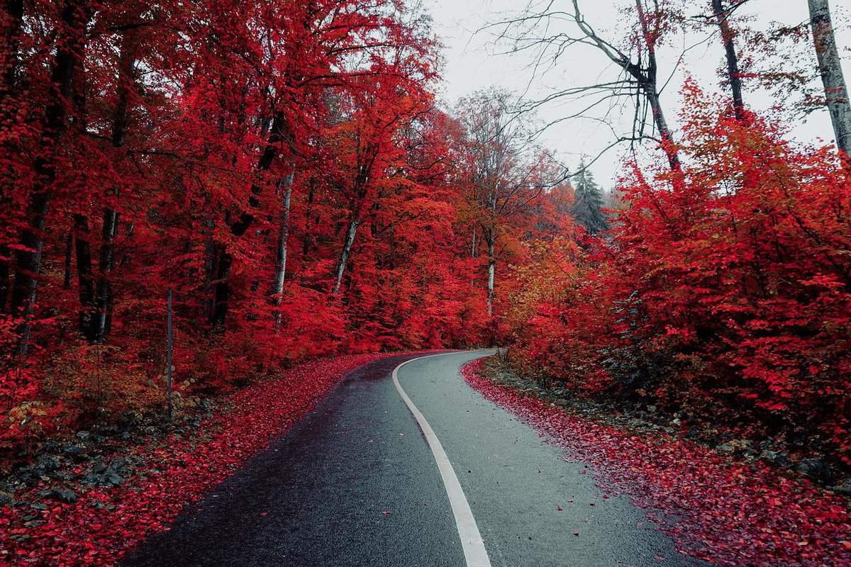 hojas de otoño