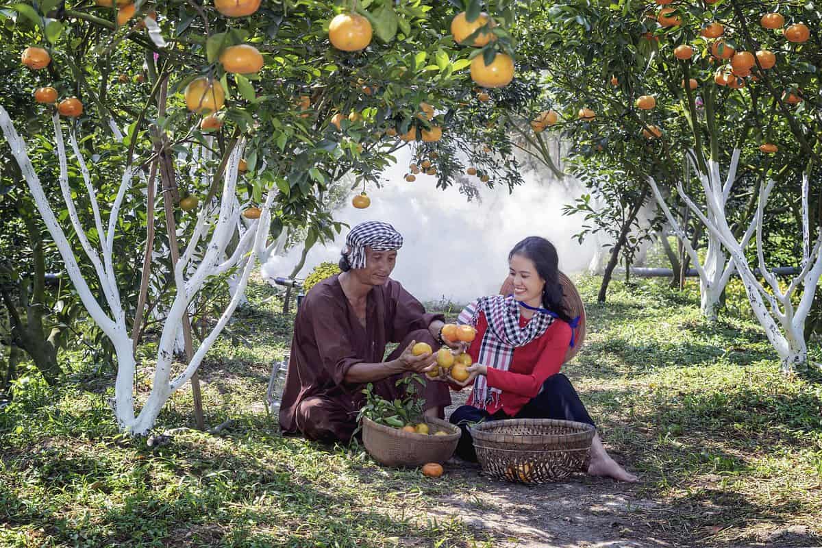 raccolta di mandarini-frutta