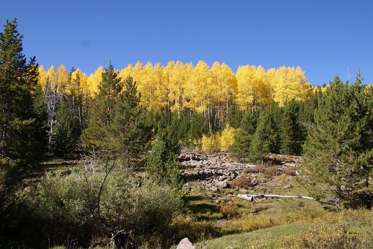 yellow-tree-leaves