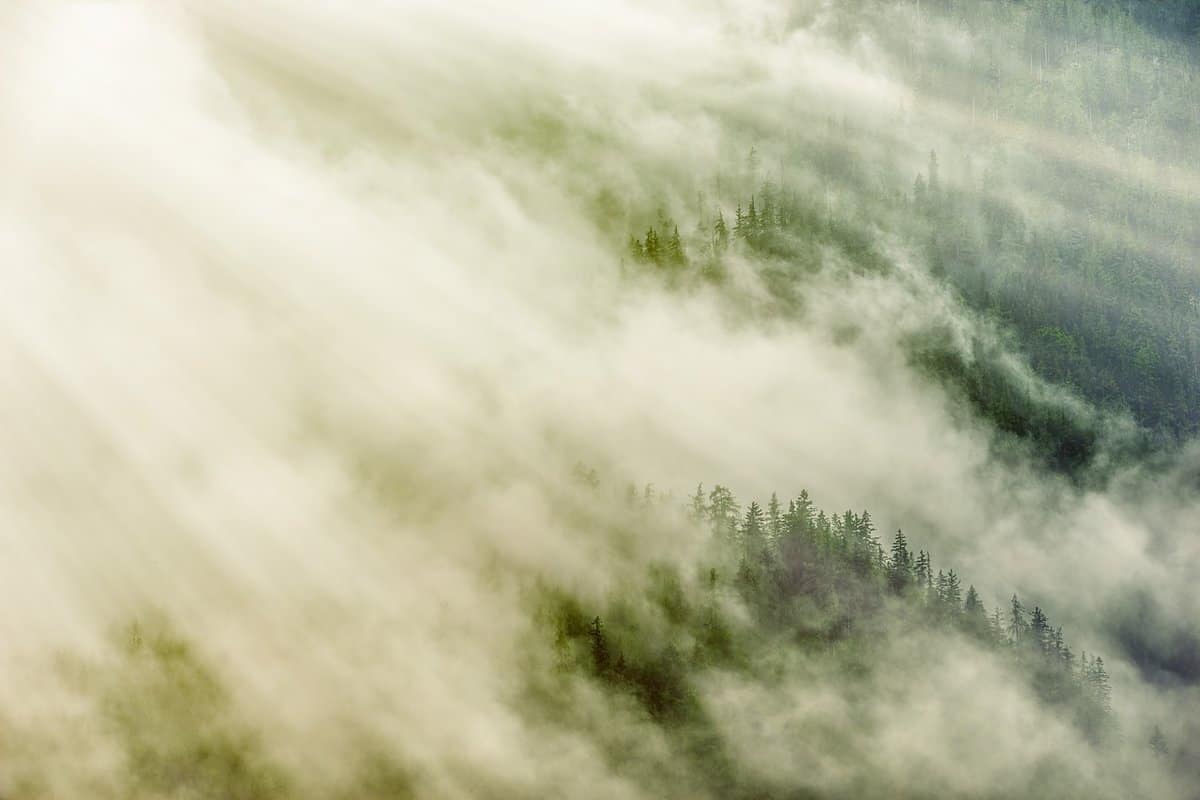 雾-树-绿