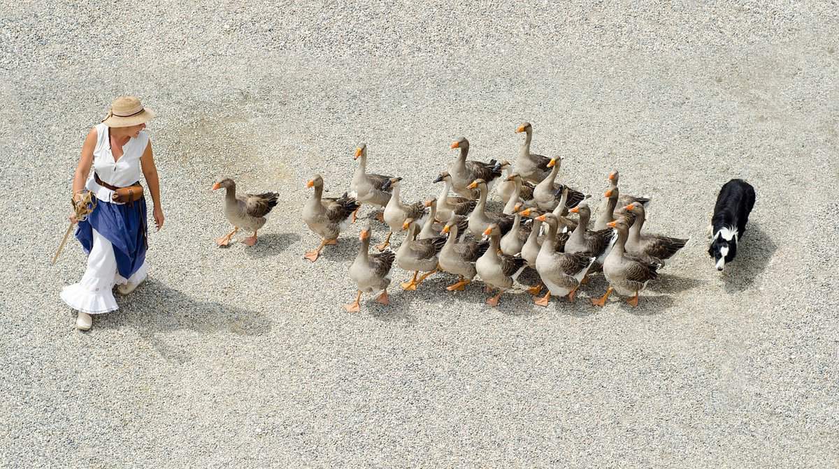 bird-flock-walking