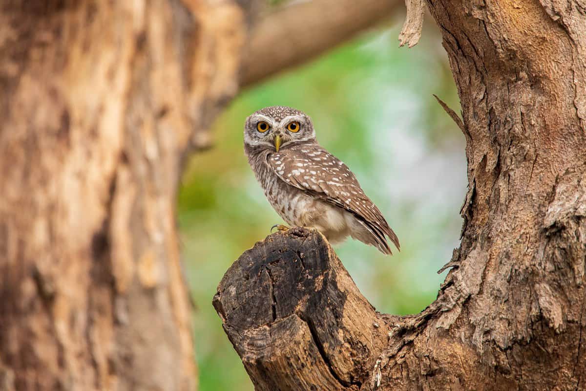 little-owl-bird