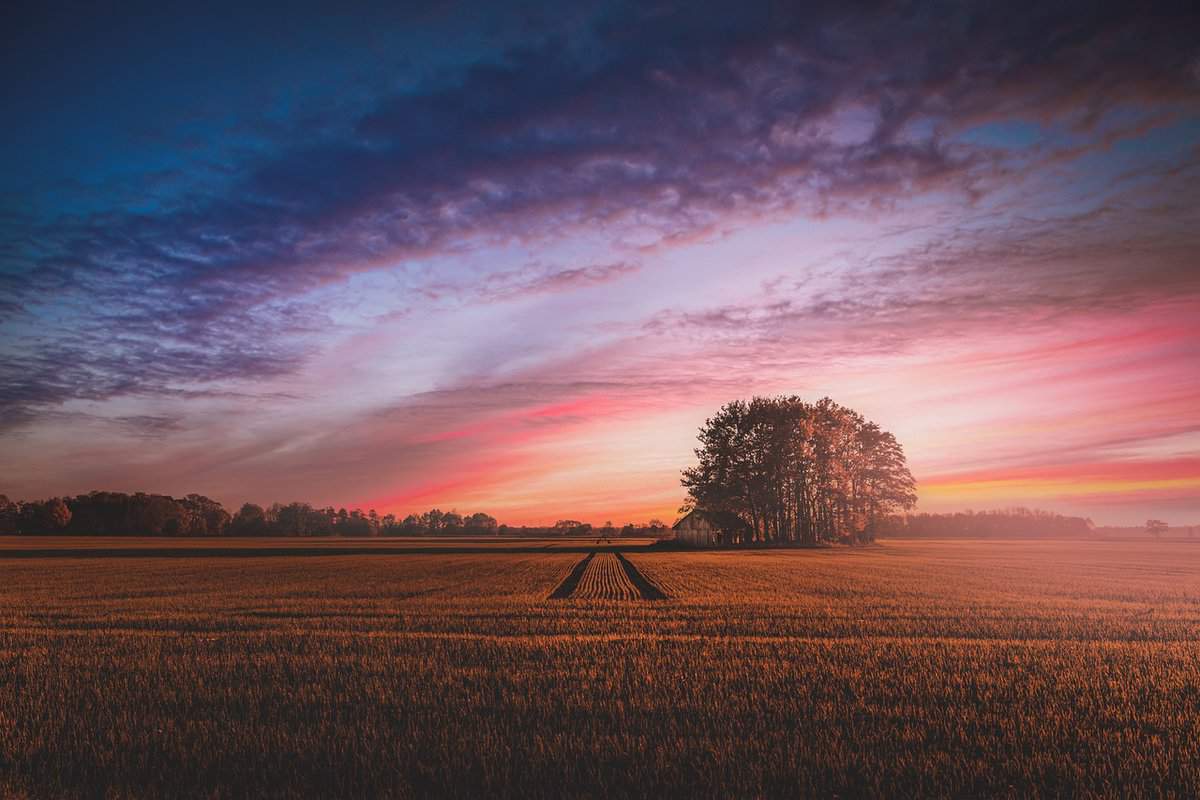 meadow-tree-sky