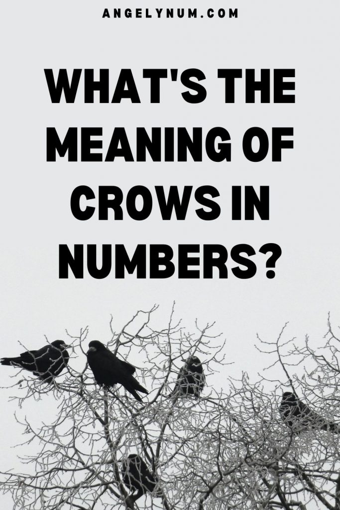 MEANING OF CROWS IN NUMBERS