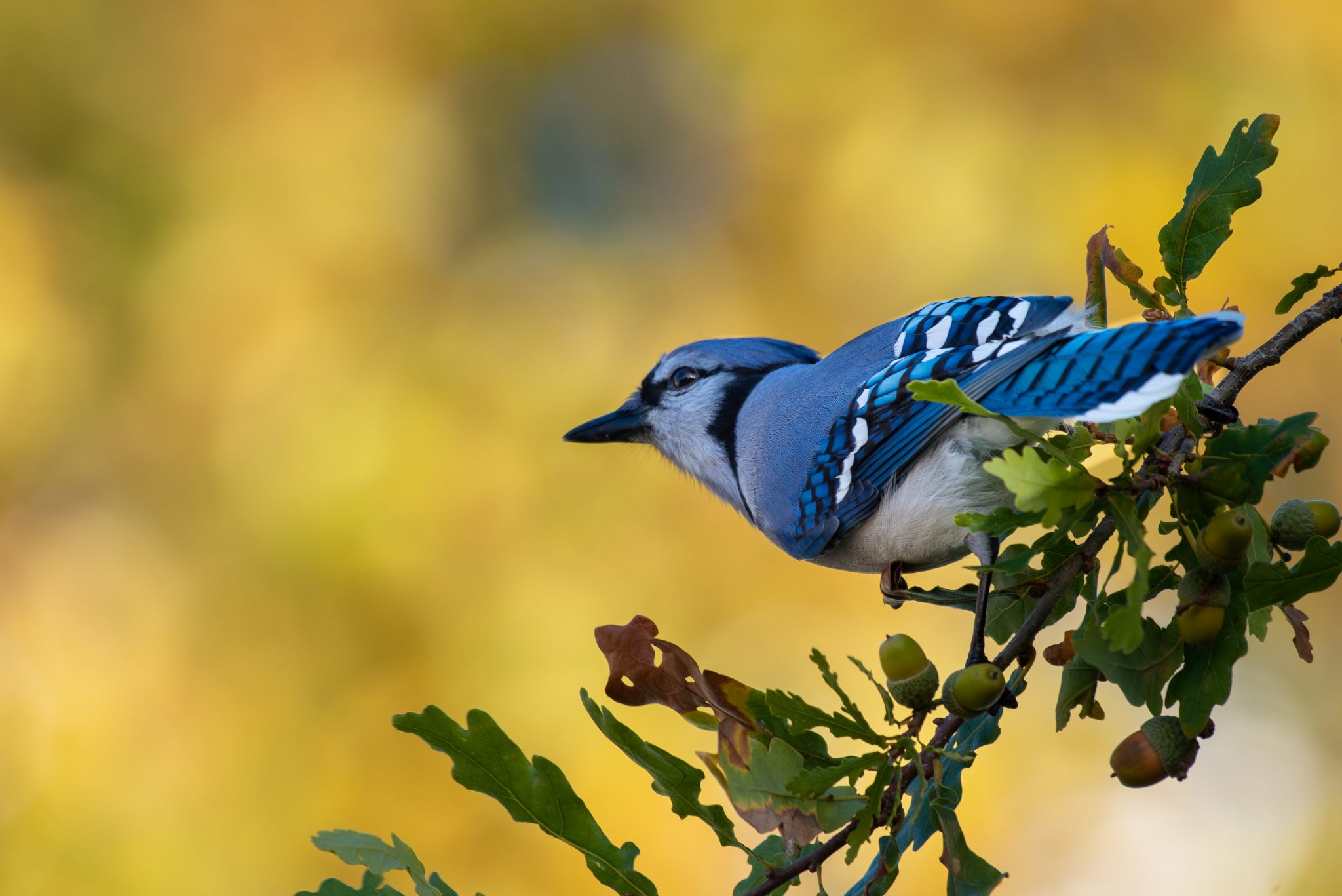 meaning-of-a-blue-jay-feather-angelynum