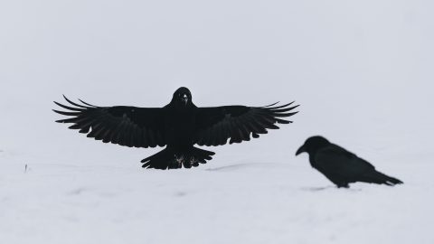 Meaning of Crows in Numbers