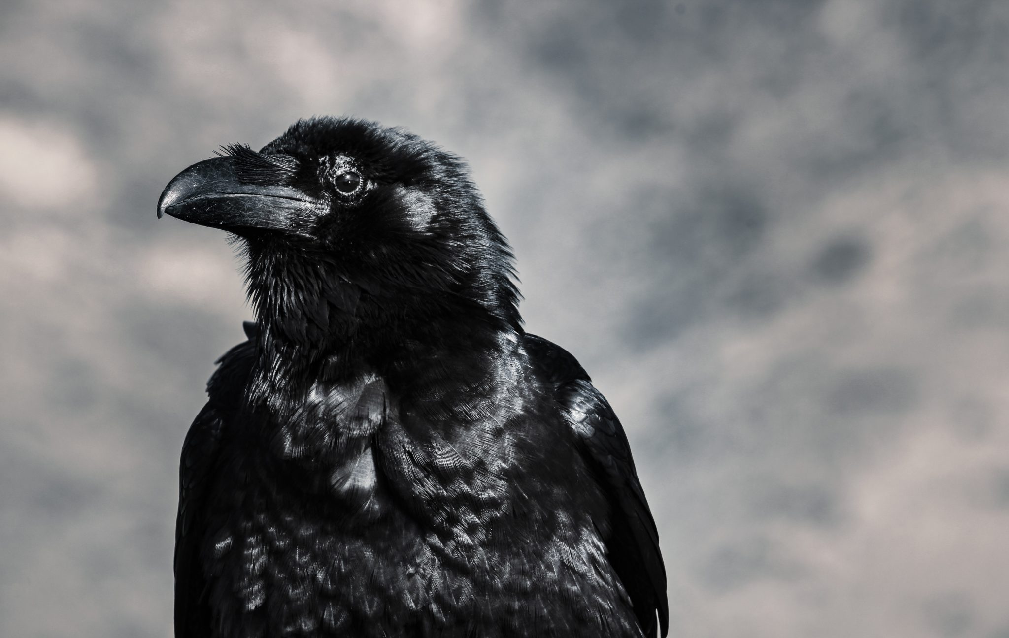 Meaning of Crows in Numbers