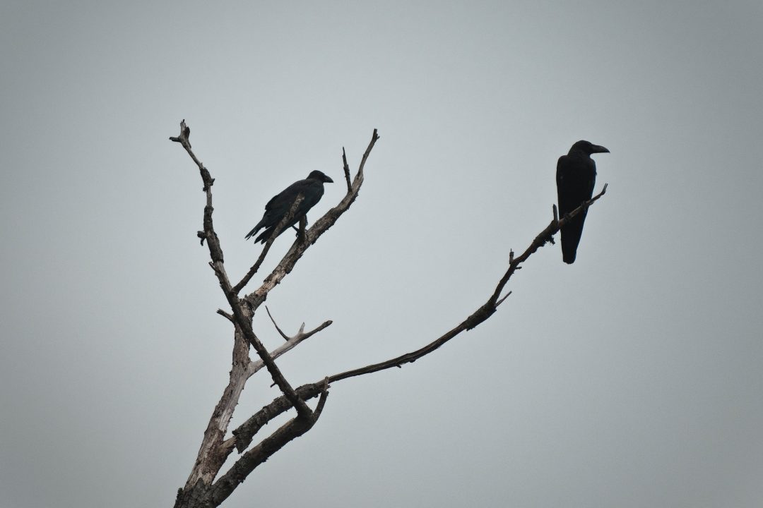 Meaning of Crows in Numbers