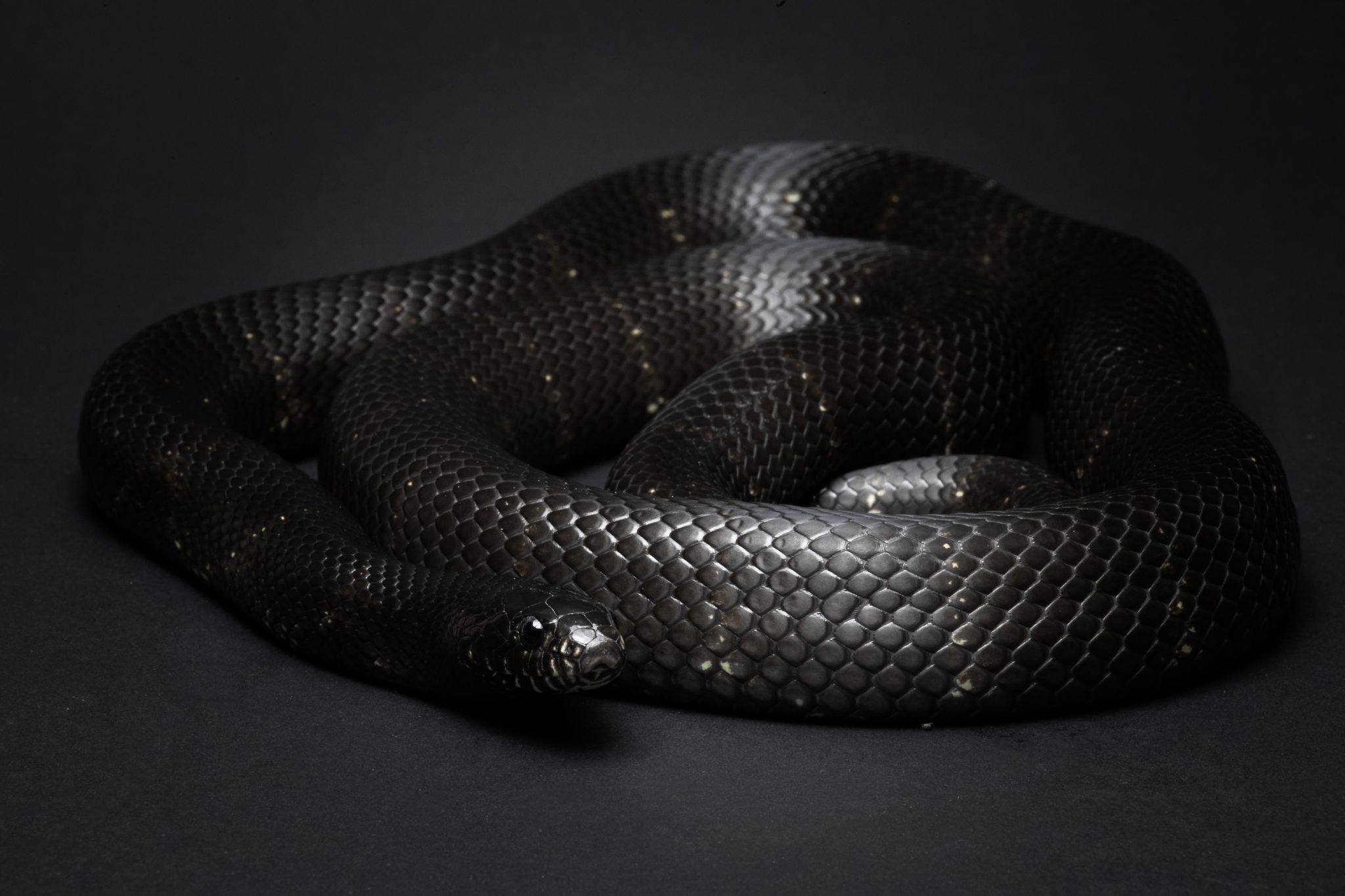 Dreaming About Black Snakes - Angelynum