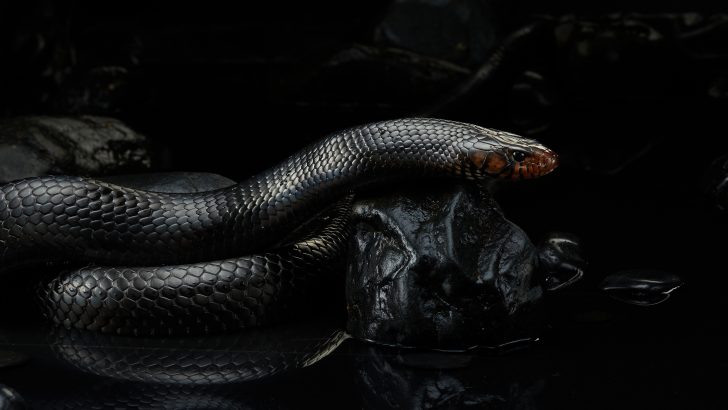 梦见黑蛇。