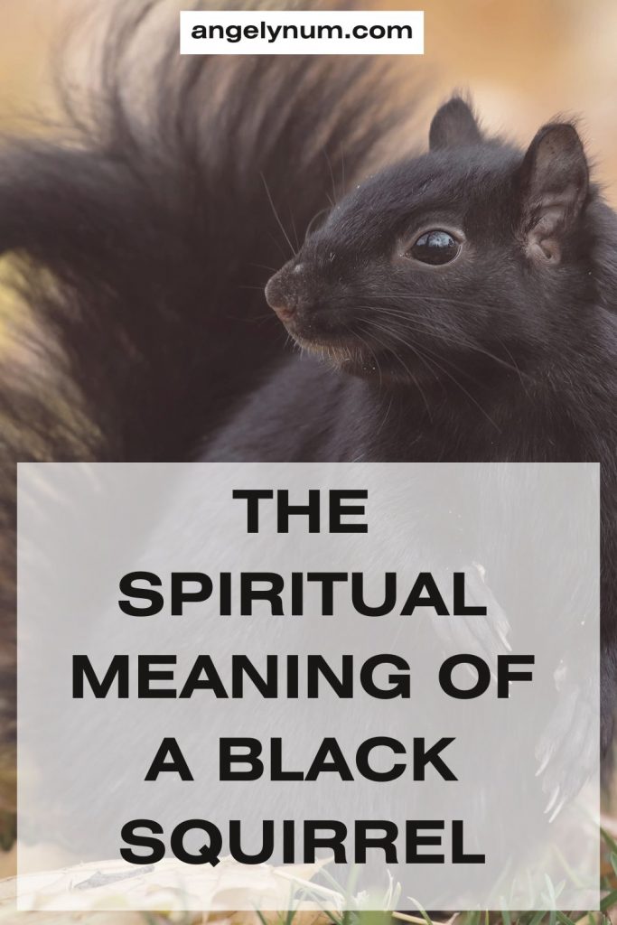 THE MEANING OF A BLACK SQUIRREL