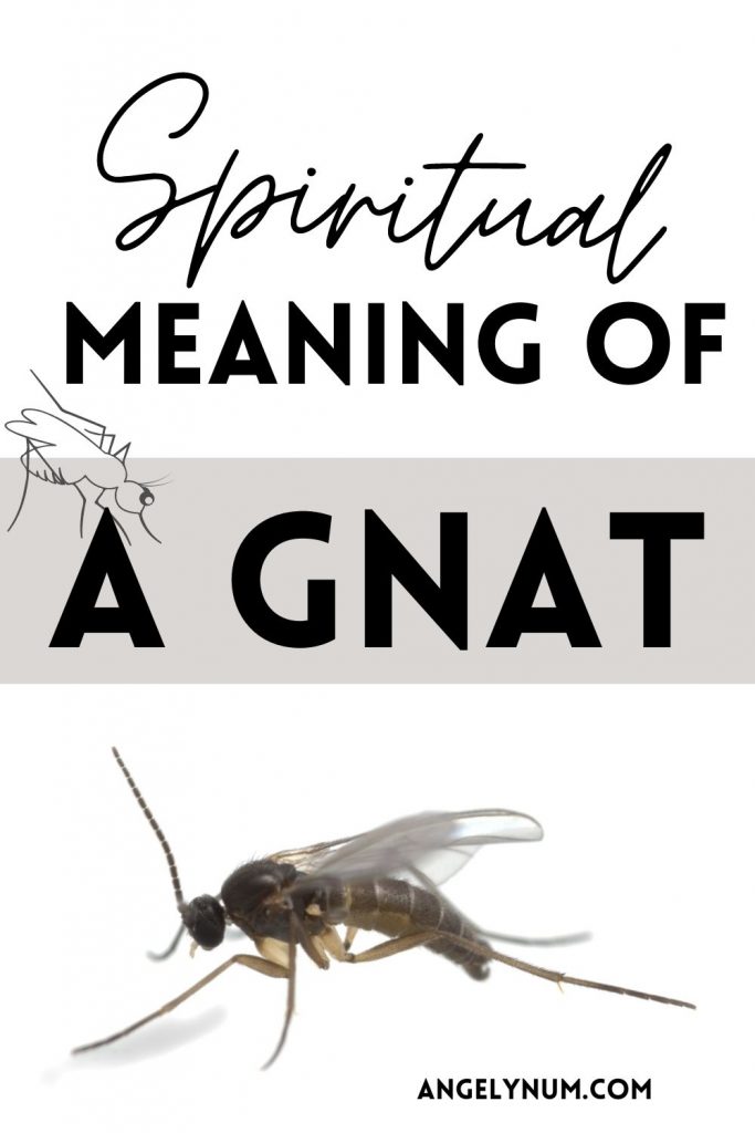 gnat spiritual meaning