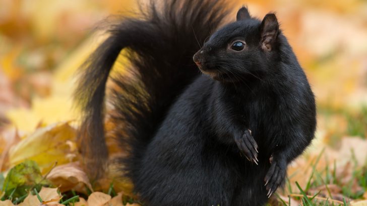 The Meaning of a Black Squirrel