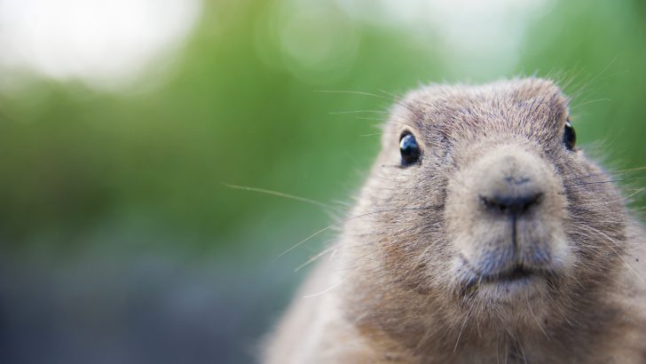 The Spiritual Meaning of a Groundhog