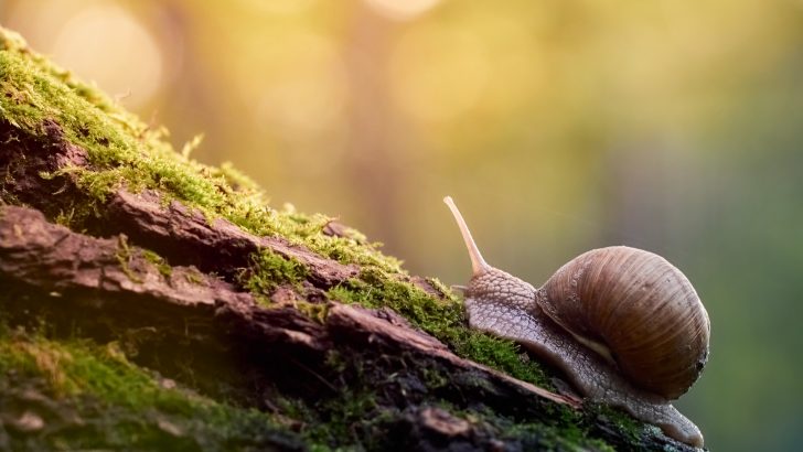The Spiritual Meaning of a Snail