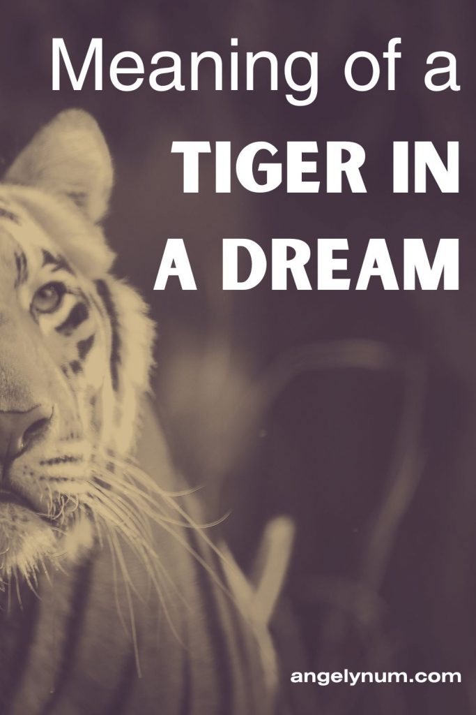 tigre num sonho